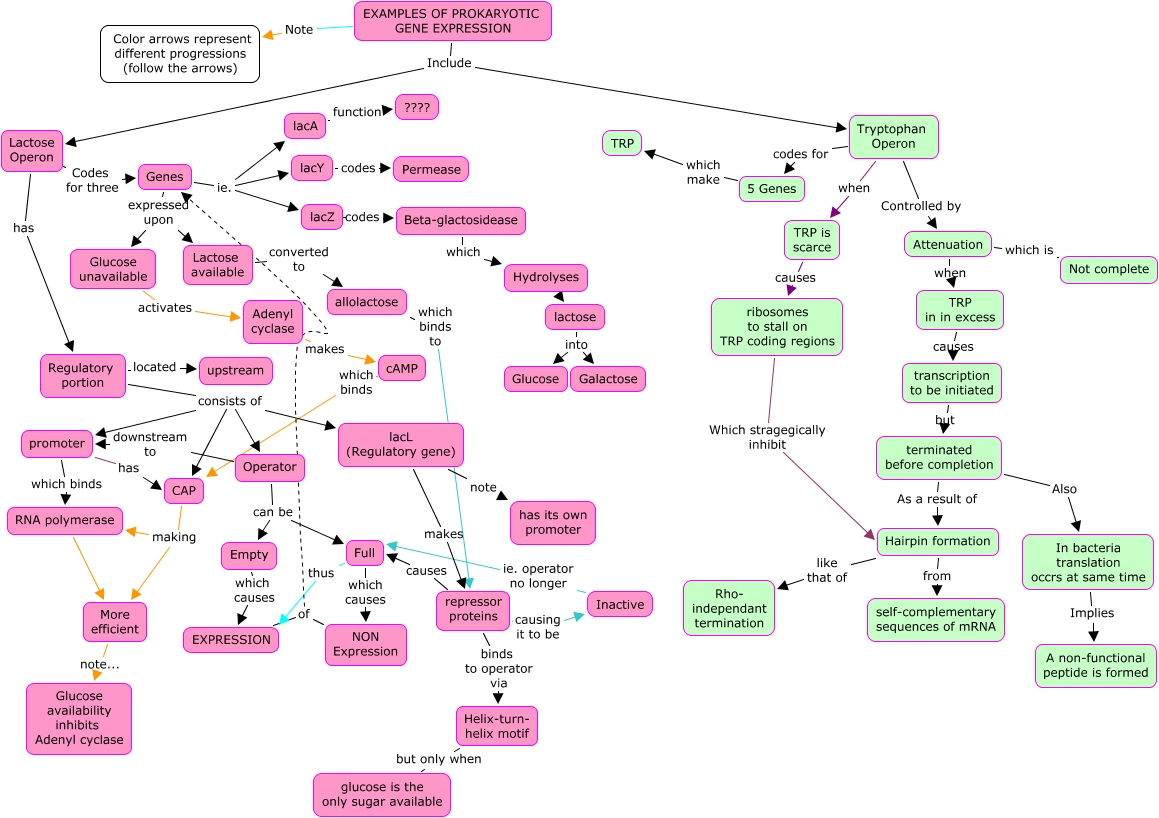 Regulation Of Gene Expression Concept Map
